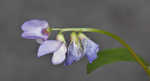 Louisiana vetch